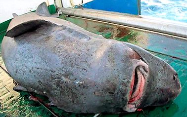 Somniosus microcephalus_00166.jpg